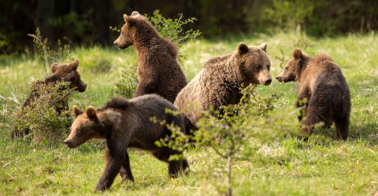 Trentino, approvata la legge che regolamenta l’abbattimento degli orsi
