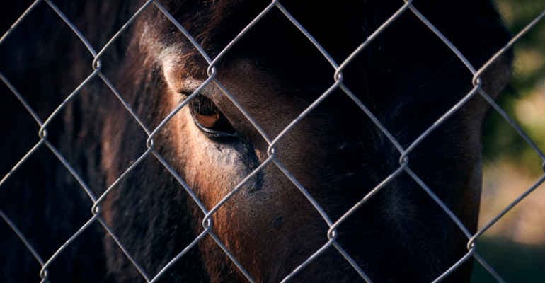 PDL in materia di delitti a danno degli animali