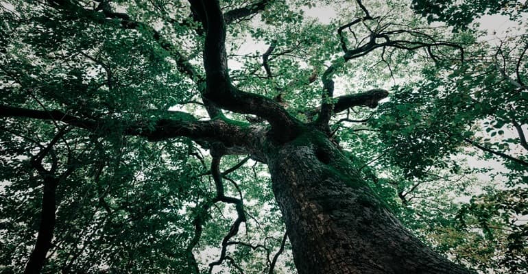 Ecosistema Mosaico Verde: seminando innovazione, si coltiva sostenibilità