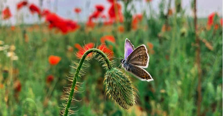 Nature Restoration Law: la guida delle associazioni