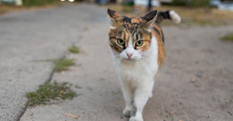 Giornata nazionale del Gatto, IV focus “A-Mici in Città” di Legambiente