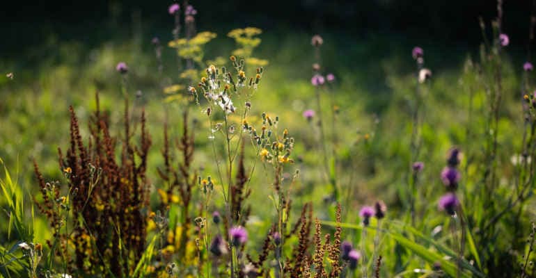 3° Forum Nazionale della Biodiversità