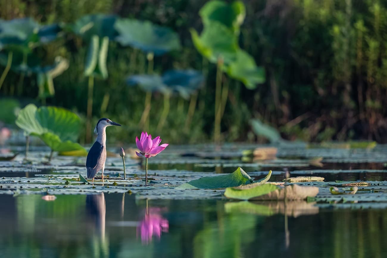Biodiversità a rischio in Italia. Sos orchidee