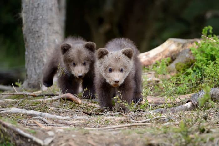 cuccioli di orso