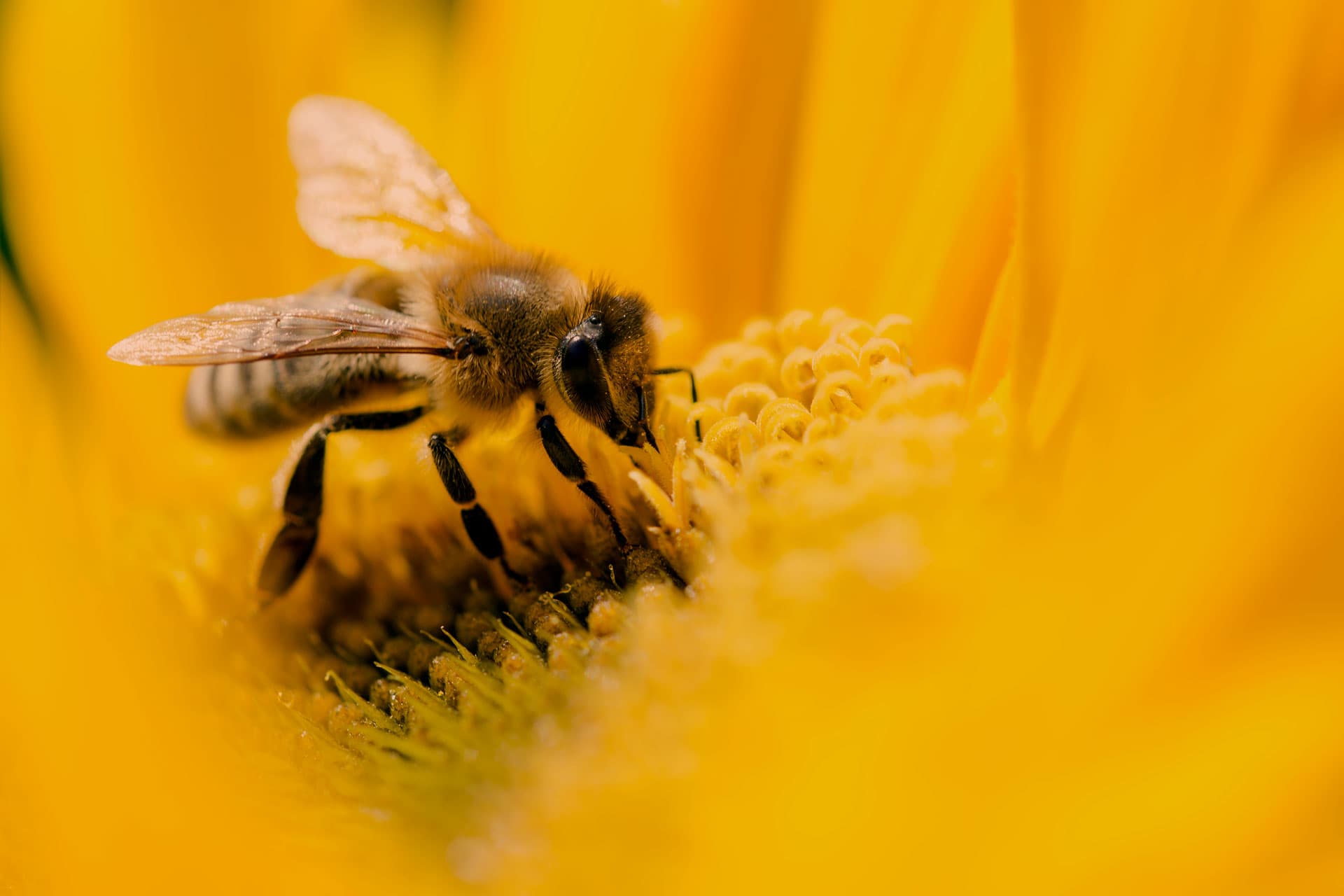 Salviamo le api e gli impollinatori