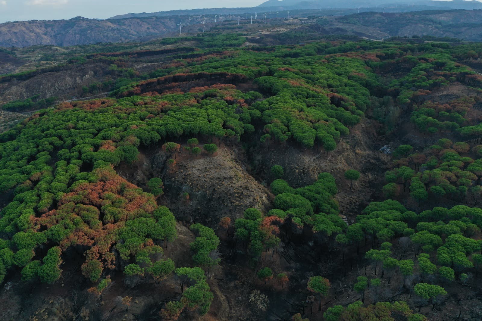 foto aerea dell'area del roost